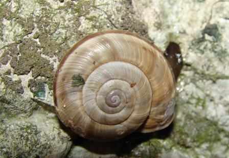 Chilostoma cingulatum infernale